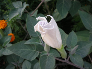 Картинка цветы бругмансия дурман трубы ангела