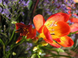 Картинка цветы фрезия