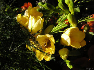 Картинка цветы фрезия