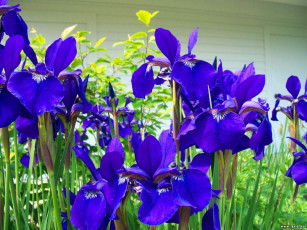 обоя цветы, ирисы