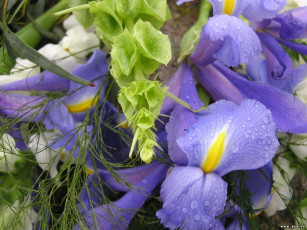 обоя цветы, ирисы