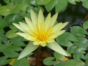 Картинка цветы лилии водяные нимфеи кувшинки