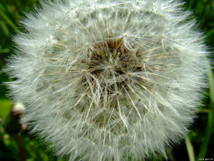 Картинка цветы одуванчики