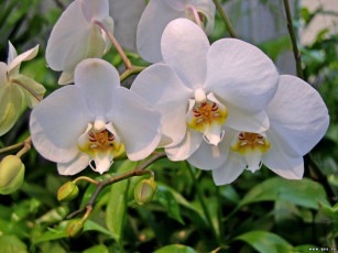 Картинка цветы орхидеи