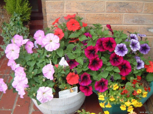 Картинка цветы петунии калибрахоа