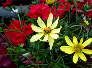 Картинка цветы разные вместе