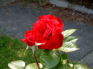 Картинка цветы розы