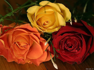 Картинка цветы розы