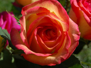 Картинка цветы розы