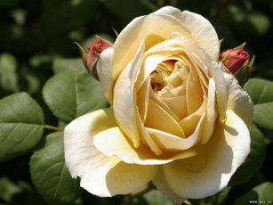 Картинка цветы розы