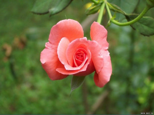 Картинка цветы розы