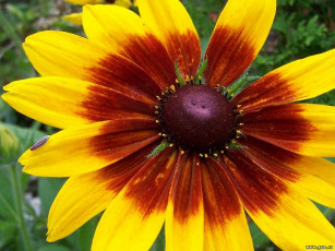 Картинка цветы рудбекия