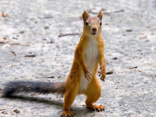 Картинка на шухере club foto ru животные белки