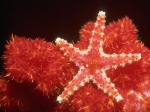 Картинка животные морские звёзды