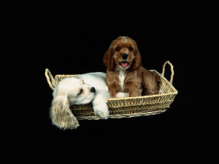 Картинка животные собаки