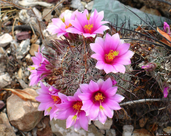 Обои картинки фото цветы, кактусы