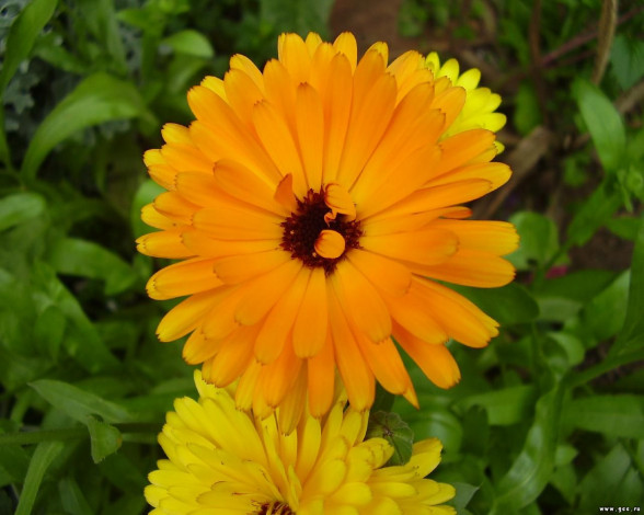 Обои картинки фото цветы, календула