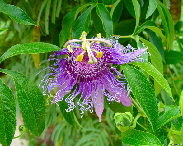 Обои картинки фото цветы, пассифлора