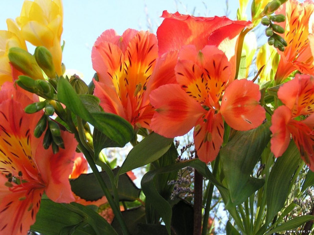 Обои картинки фото цветы, альстромерия