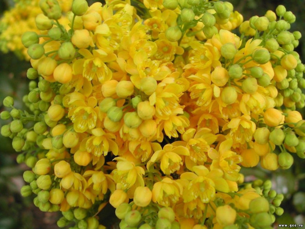 Обои картинки фото цветы, цветущие, деревья, кустарники