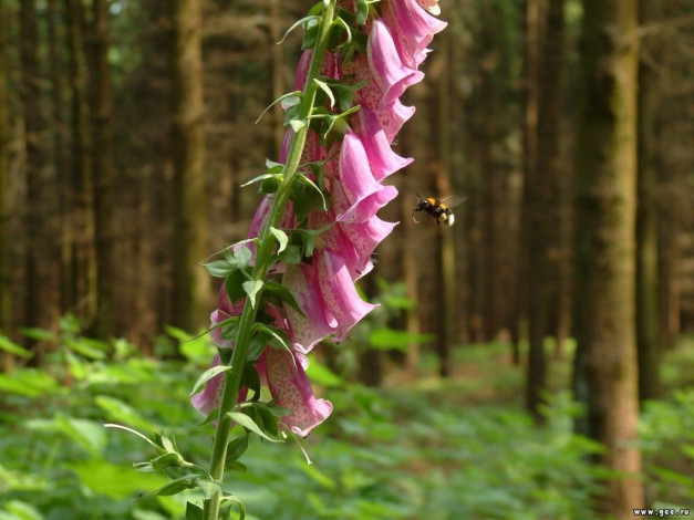 Обои картинки фото цветы, дигиталис, наперстянка