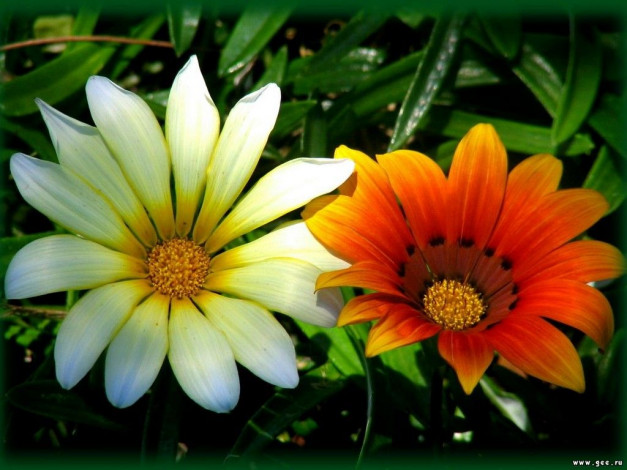 Обои картинки фото цветы, газания