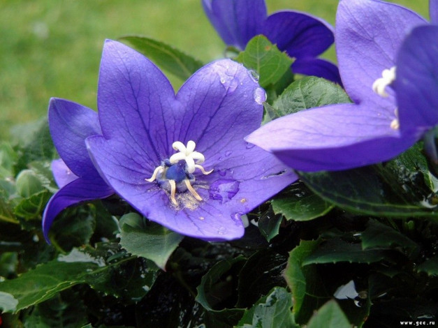 Обои картинки фото цветы, колокольчики