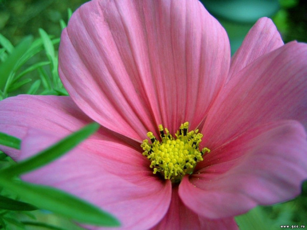 Обои картинки фото цветы, космея