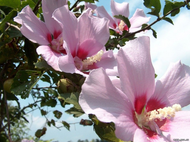 Обои картинки фото цветы, мальвы