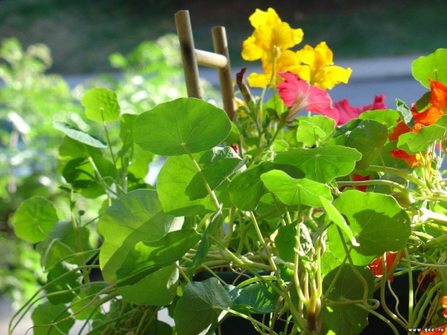 Обои картинки фото цветы, настурции