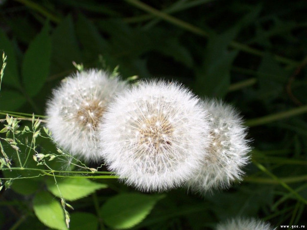 Обои картинки фото цветы, одуванчики