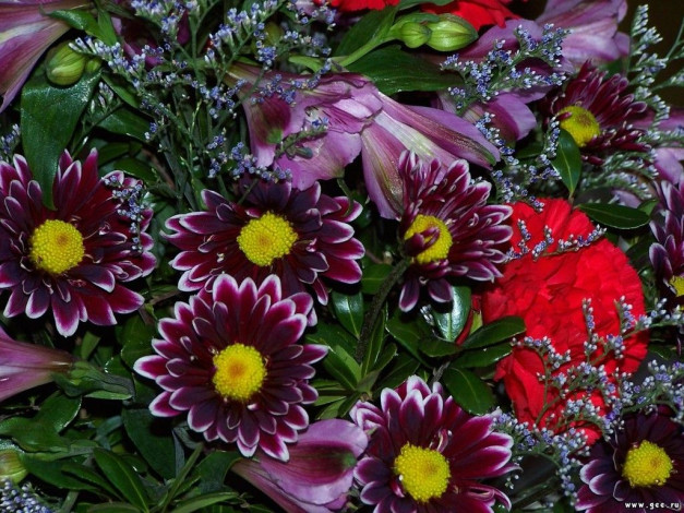 Обои картинки фото цветы, разные, вместе