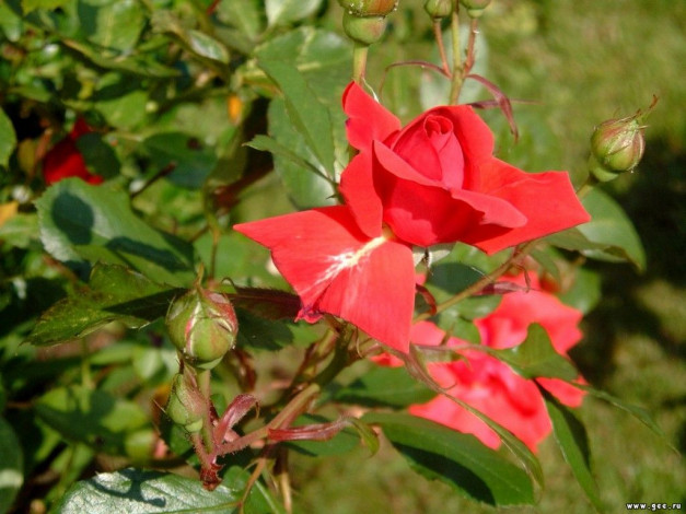 Обои картинки фото цветы, розы