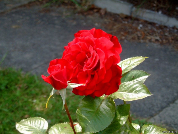 Обои картинки фото цветы, розы