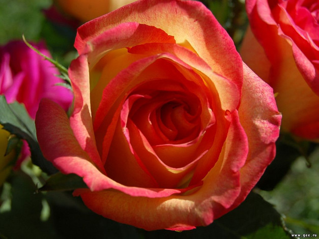 Обои картинки фото цветы, розы