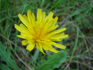 Картинка цветы луговые полевые