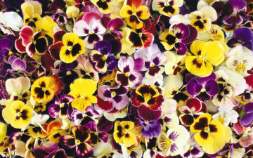 обоя цветы, анютины, глазки, садовые, фиалки