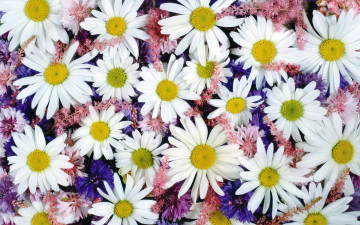 Картинка цветы луговые полевые