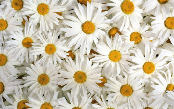 Картинка цветы ромашки