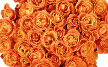 Картинка цветы розы