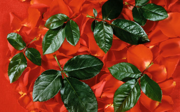 Картинка цветы розы