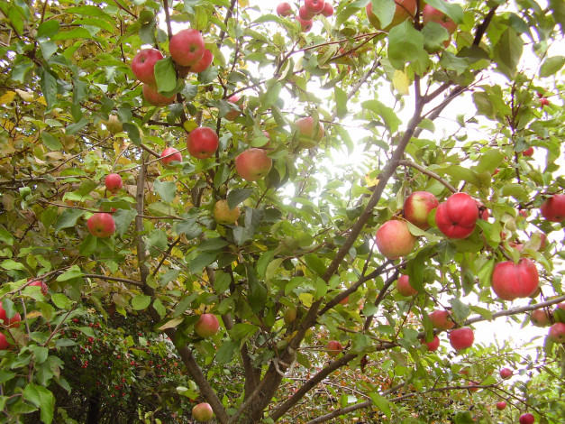 Обои картинки фото природа