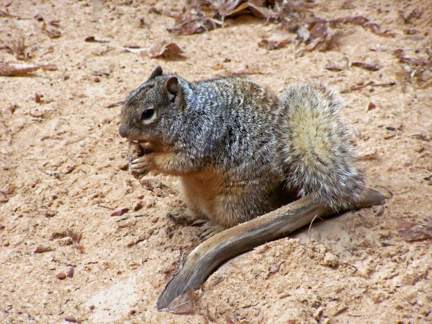 Обои картинки фото животные, белки