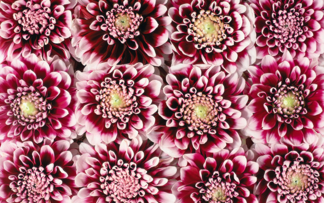 Обои картинки фото цветы, хризантемы