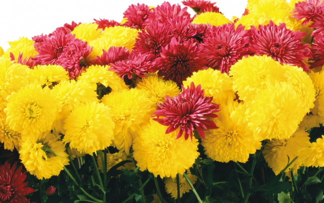 Обои картинки фото цветы, хризантемы