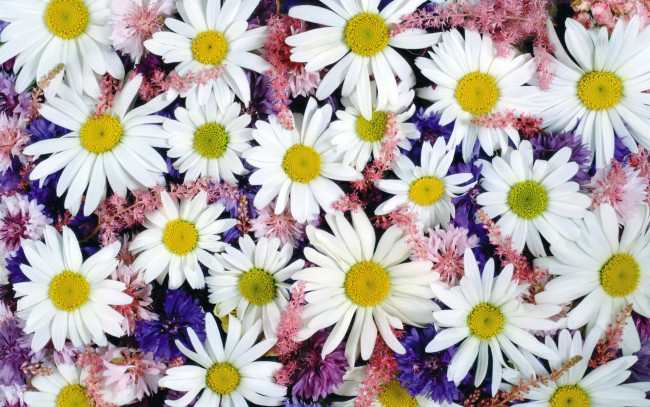 Обои картинки фото цветы, луговые, полевые