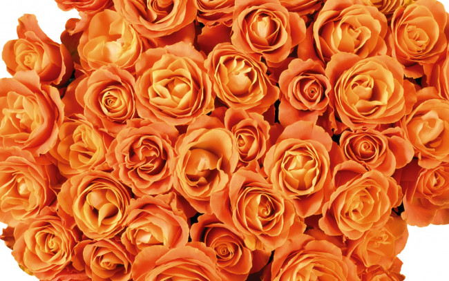 Обои картинки фото цветы, розы