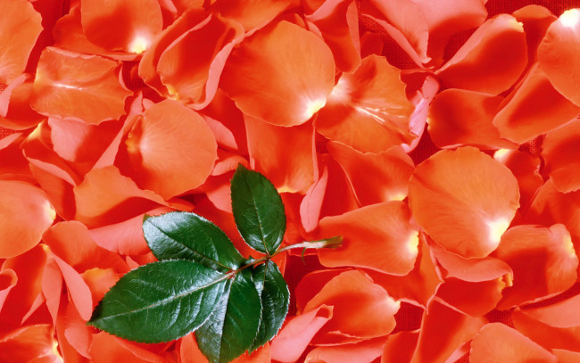 Обои картинки фото цветы, розы