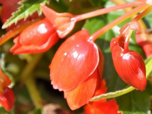 Картинка цветы бегония