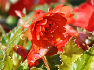 обоя цветы, бегония